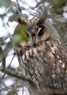 [longearedowl6]