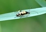 [longhornbeetle1]