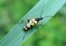 [longhornbeetle2]