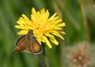 [ludworthskipper4]