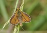 [lulworthskipper1]