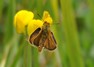 [lulworthskipper3]