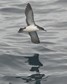 [manxshearwater5]