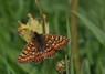 [marshfritillary4]