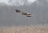 [marshharrier2]