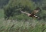 [marshharrier4]