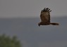 [marshharrier5]