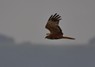 [marshharrier6]