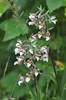 [marshhelleborine2]