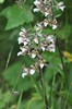 [marshhelleborine3]