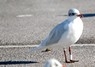 [medgull2]