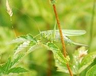 [Great green bush cricket]