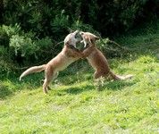 [Fox cubs at play in fields in Dawlish]