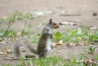 [Grey squirrel photographed at Stover Country Park]