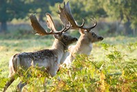 [Fallow deer at Powderham]