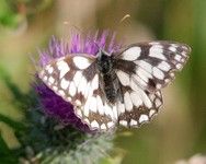 [Marbled white butterfly]