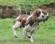 [Spaniel in action at the gundog scurry]
