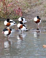 [shelduck]