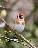 [goldfinch]