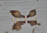 [moorhen1]