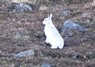 [mountainhare1]