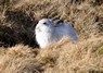 [mountainhare2]