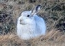 [mountainhare3]