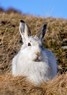 [mountainhare4]