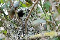 [Longtailed tit nest]