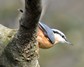 [nuthatch6]