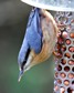 [nuthatch7]