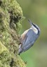 [nuthatch8]