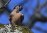 [nuthatch9]