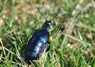 [oilbeetle1]
