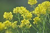 [oilseedrape1]