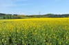 [oilseedrape2]