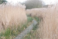 [walk way through reed bed]