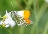 [orangetip9]