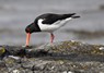 [oystercatcher16]