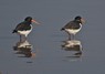 [oystercatcher18]