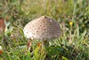 [parasolmushroom1]