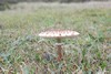 [parasolmushroom3]