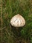 [parasolmushroom5]