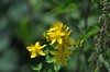 [perforatestjohnswort2]