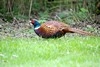 [pheasant3]