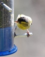 [Siskin on feeders]