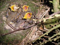 [song thrush chicks]