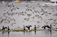 [oystercatchers flying]