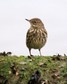[pipit4]