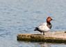 [pochard1]